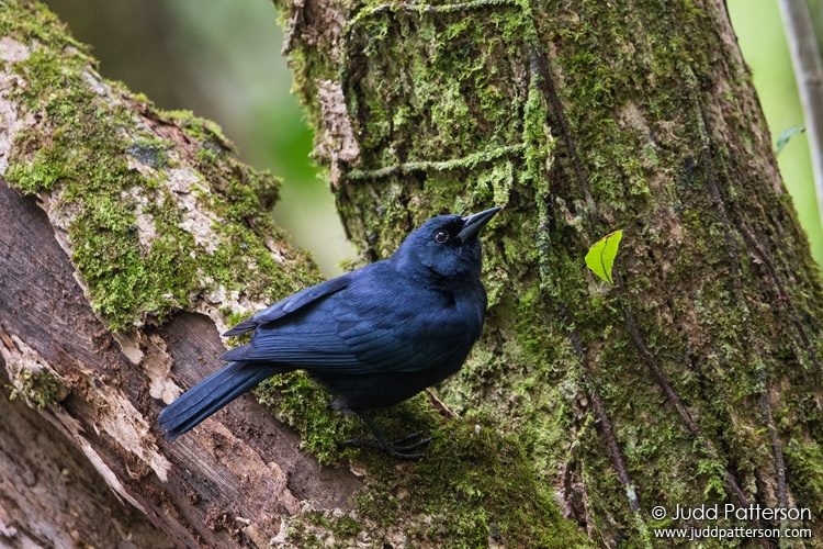 Jamaican Blackbird, Blue Mountains National Park, Jamaica